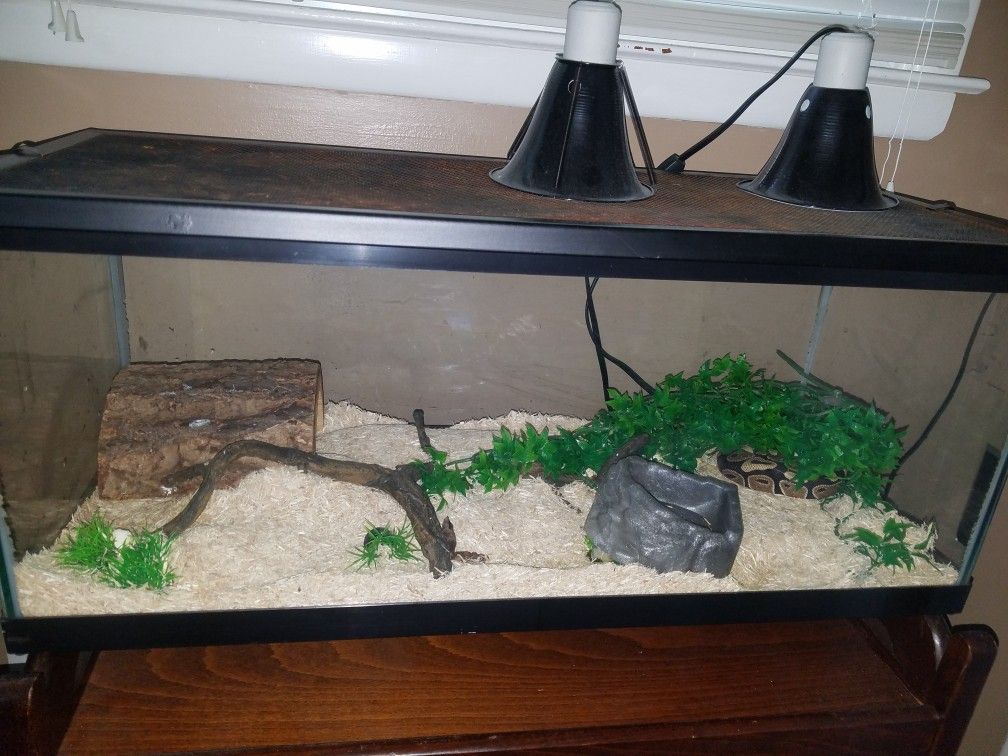 SNAKE (ball Python2yr), LOG, BOWL Reptile