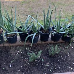 Small plants aloe Vera $5 each plants