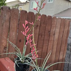 plants for sale $10 Each