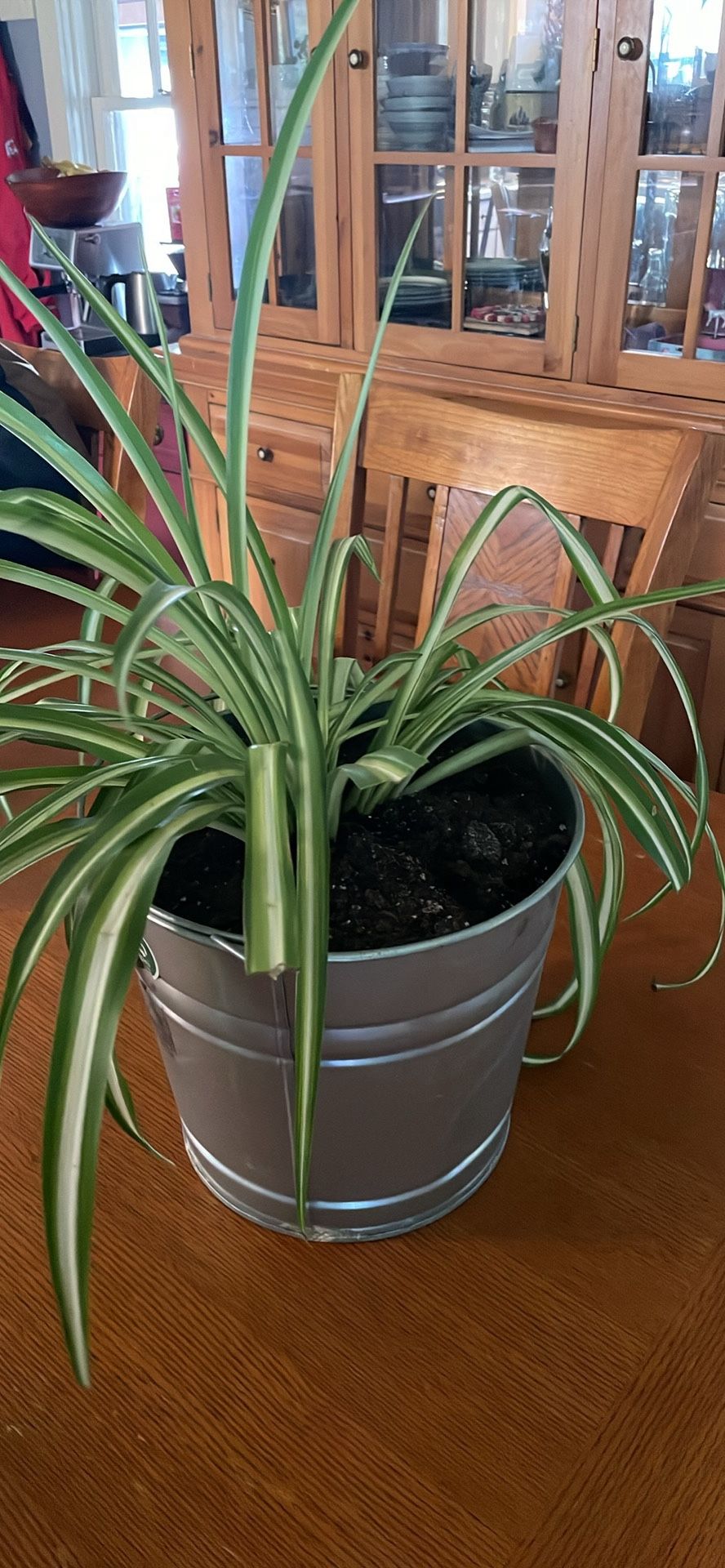 Spider Plant