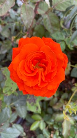 Rosal