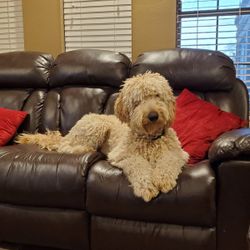 Max Busca Novia Goldendoddle 