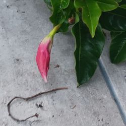 Beautiful Red Hawaiian Vine Flower