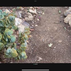 Bryophyllum Succulent Plant