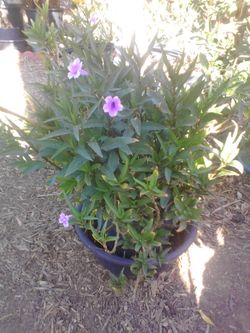 Desert petunia, ruellia various sizes $5 and up