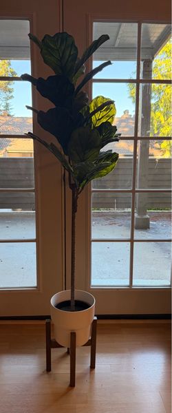 Fiddle Leaf Fig Tree with Mid-Century Plant Stand