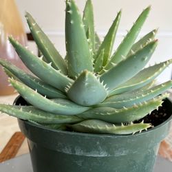 Aloe Brevifolia