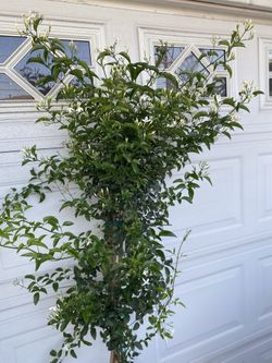 Blooming And Fragrant Jasmine Auriculatum Vine Plant, In 5 Gallóns Pot Is Outdoor Sun Or Shade Pick Up Only
