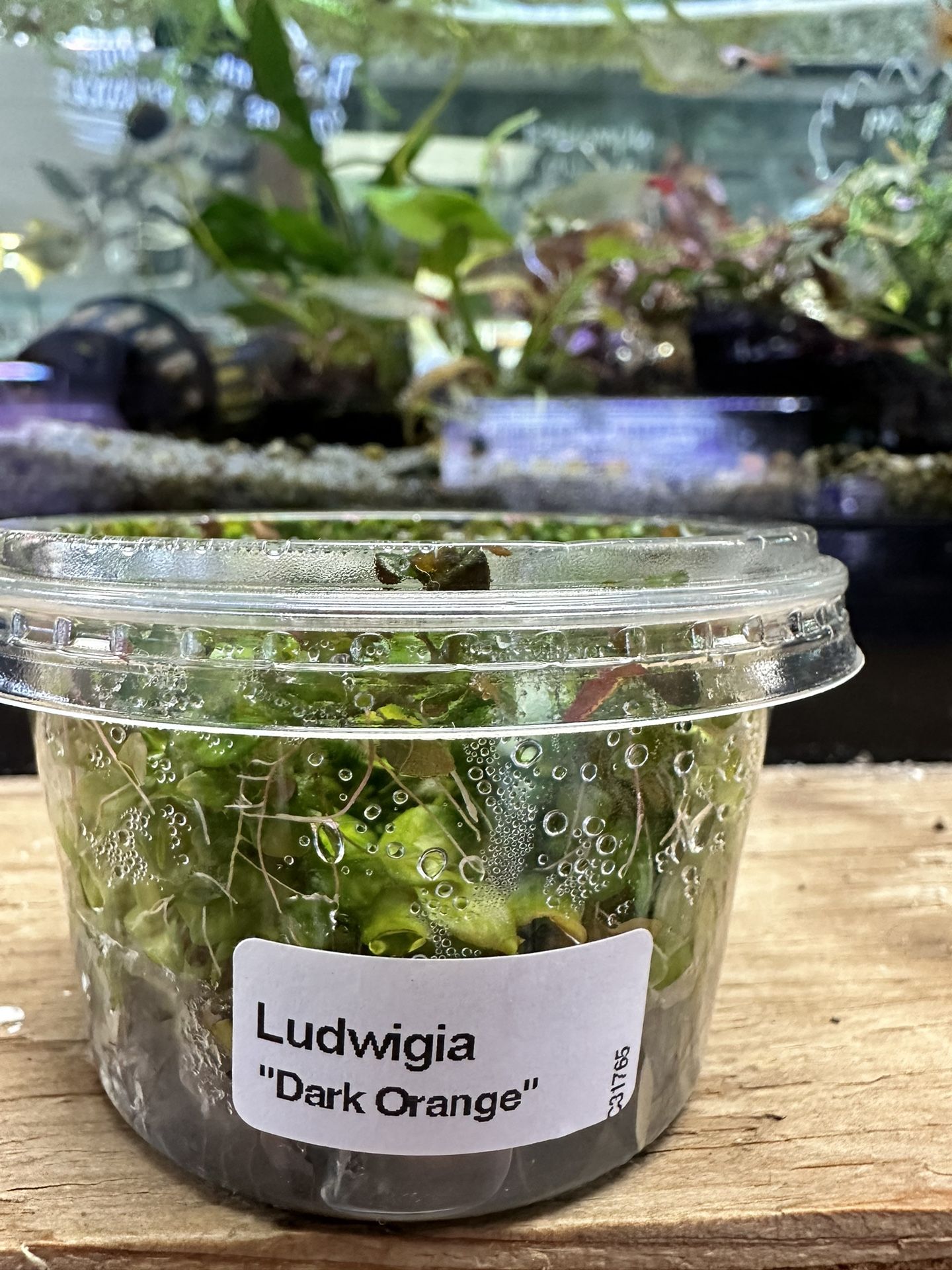 Premium Aquatic Plant: Ludwigia “Dark Orange” Tissue Culture Cup - Lush, Algae-Free, and Perfect for Aquascaping 