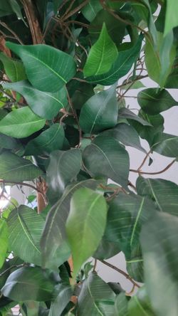 Large Artificial Ficus Tree
