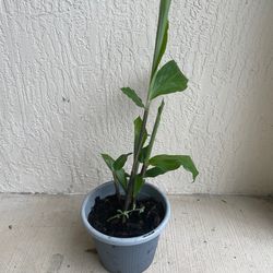 Shampoo Ginger Plant