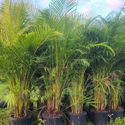 Beautiful Arecas Palms For Inmediate Privacy!!! About 6 Feet Tall!! Fertilized 
