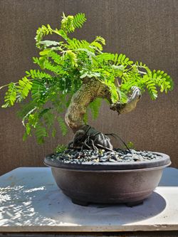 Old Tamarind Bonsai tree