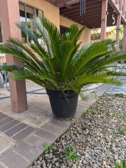 Palm Tree