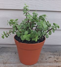 Elephant Bush succulent plant 🪴