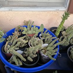 Castus