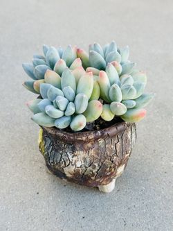 Succulents plants 🪴 