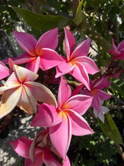 2’ Beautiful Plumeria
