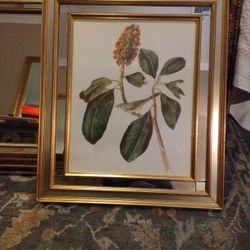 Magnolia Leaf Picture 