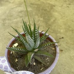 Zebra Plant