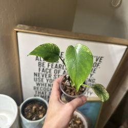 Monstera Mint Large Form