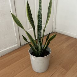 Snake Plant Large Houseplant Live Potted Plant Home Decor - 1 available