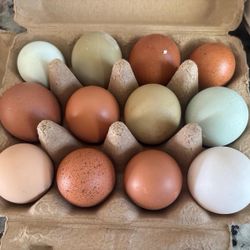 Organic Farm Fresh Eggs!!!