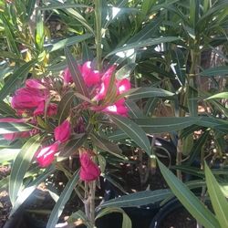 Oleanders Pink , Red And White.