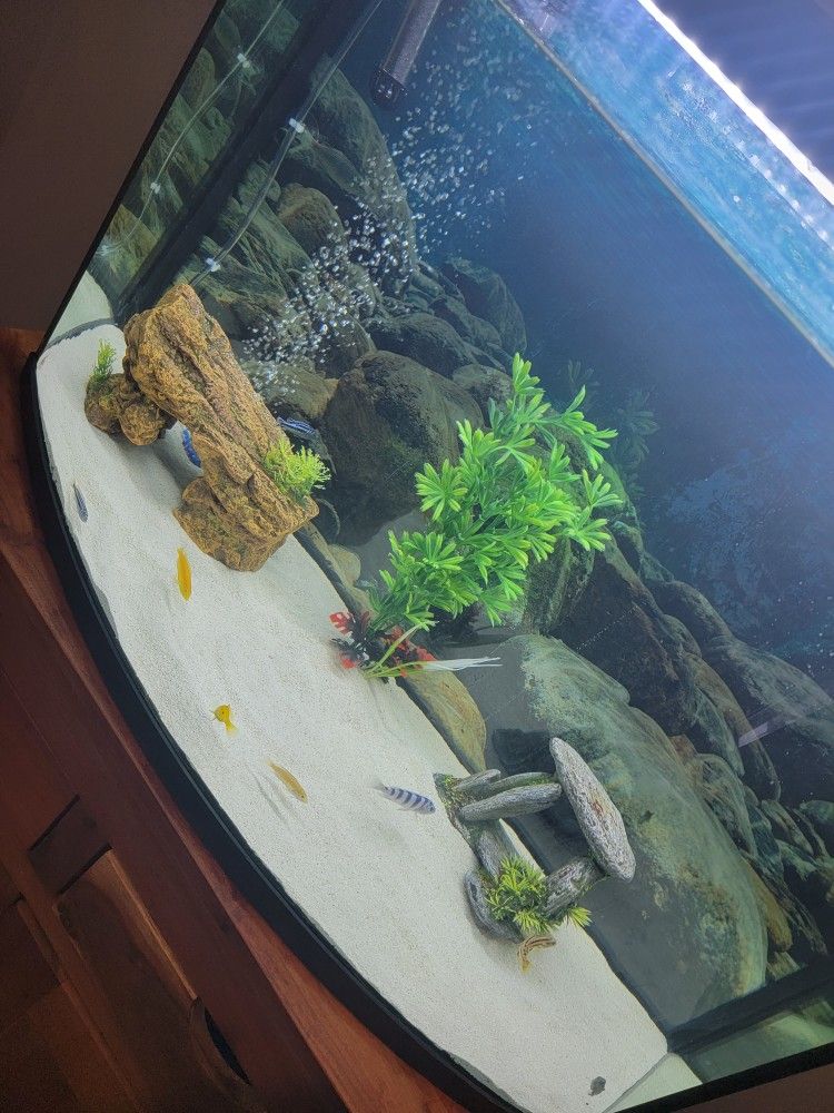 Fish Tank