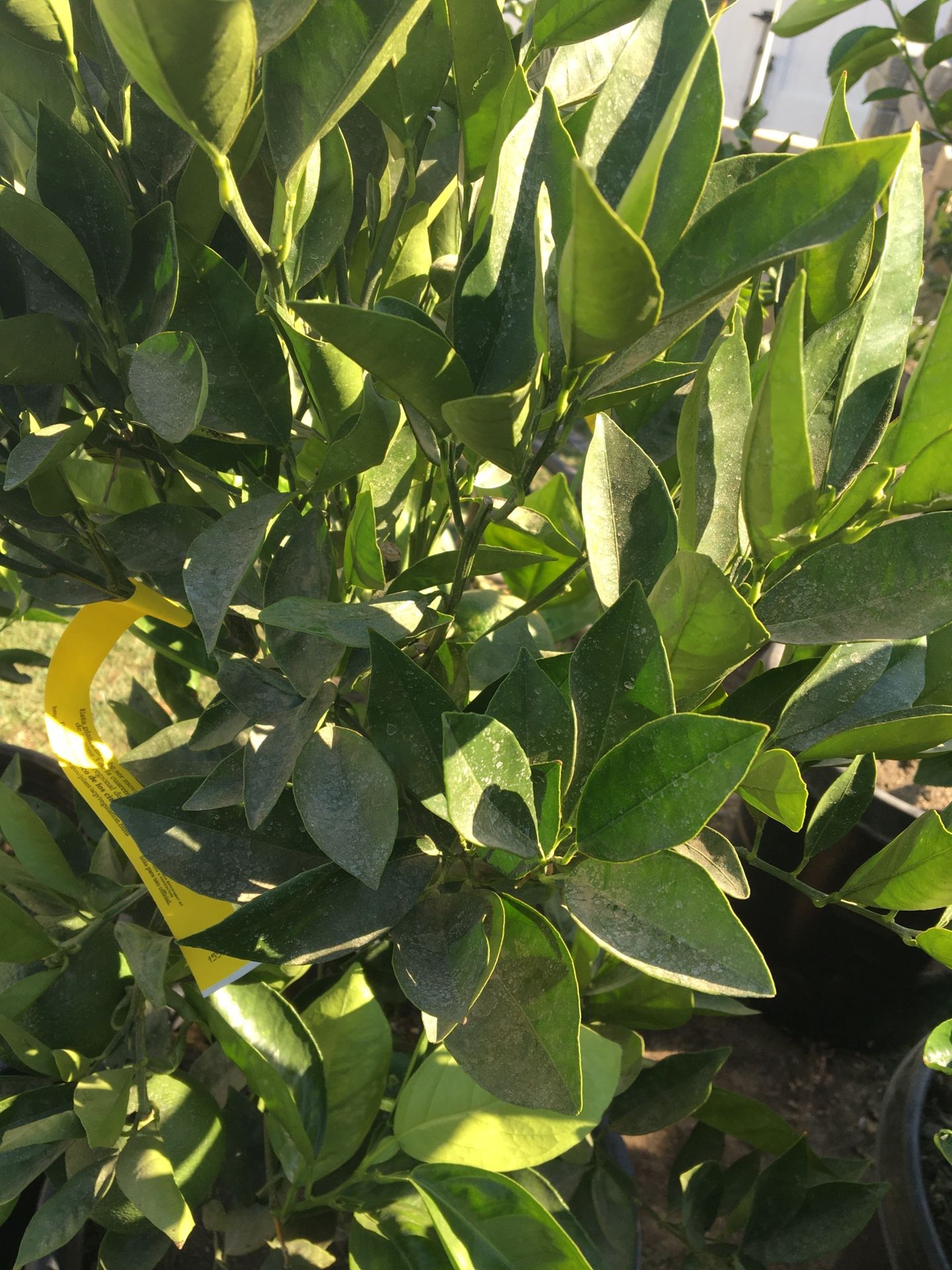 Bearss lime 15 galones
