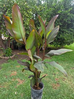 Cannaly Lilly Plant