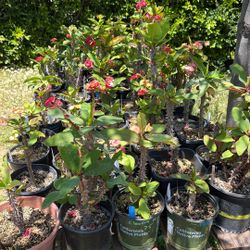 Plantas Corona De Cristo De Collection