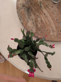 6"TriStar Plants - Thanksgiving Cactus - 4" inch Pot, Fasle Christmas Cactus, Easter Cactus, Holiday Plant, Winter Flowers, Christmas Plants, Winter B