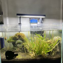 10 Gallon Aqua Japan Fish Tank 