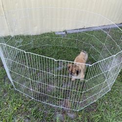 Dog Fence. Vaya para perros