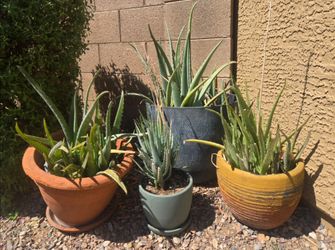 Aloe Vera -various sizes, individual or potted