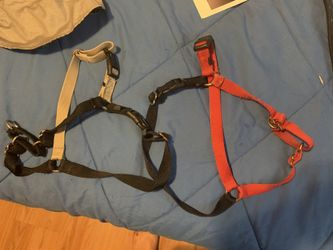Dog items