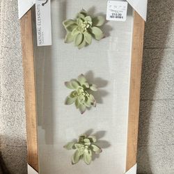 Succulents In A Shadow Box Frame