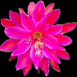 Thailand  Orchid  Cactus