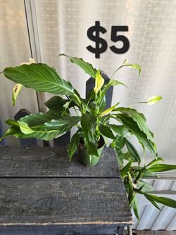 Peace Lily Plant