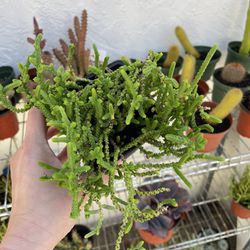 4in Pot Crassula Watch Chain Succulent Plant 