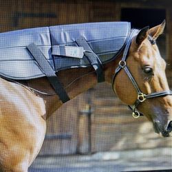 PEMF for Your HORSE