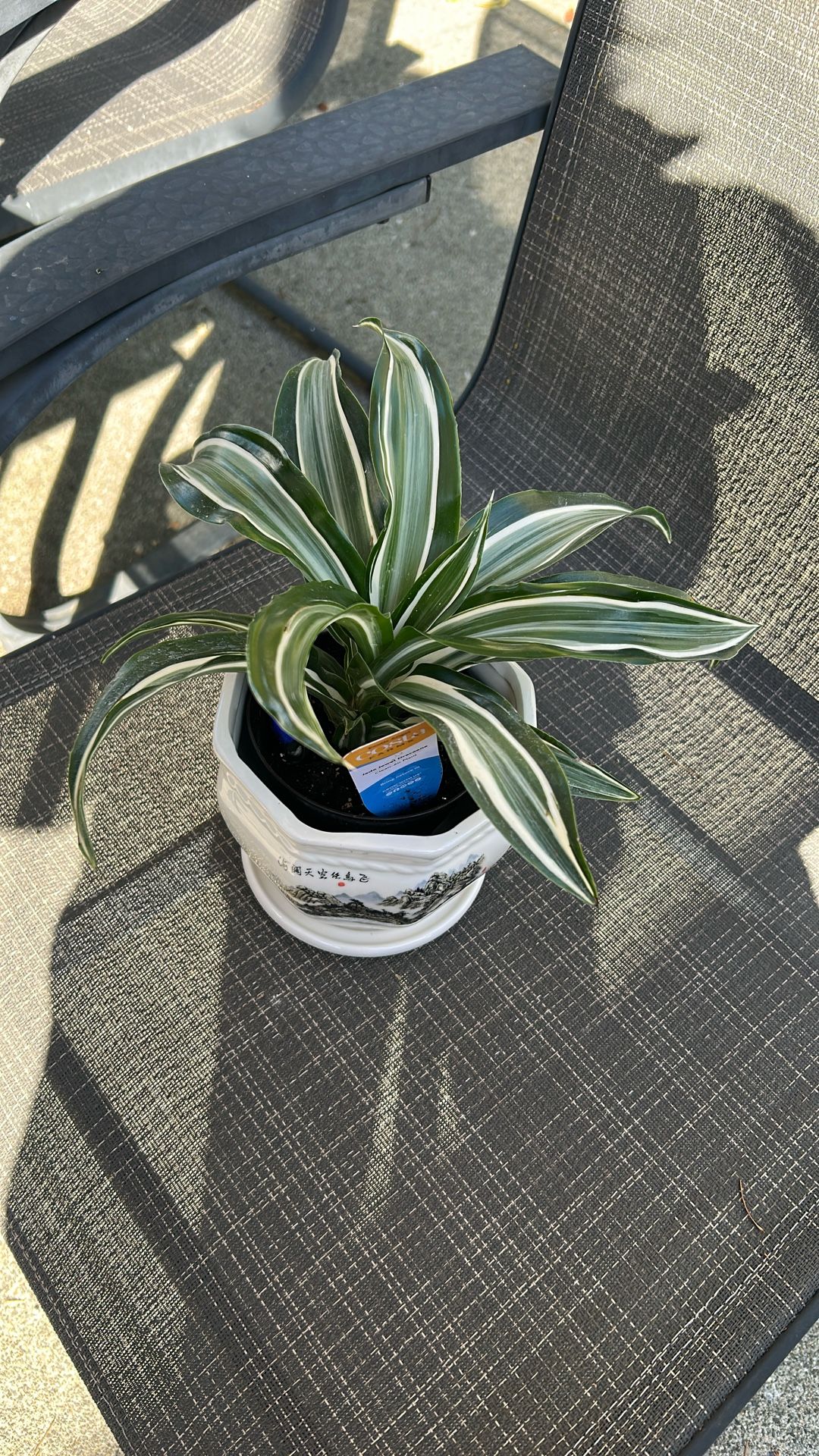 Dracenia Jade Jewel On Chinese Ceramic Pot