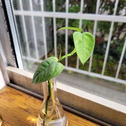 Cebu Blue Pothos propagation plant