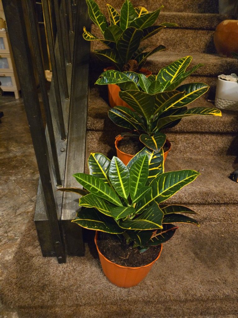 Gorgeous Colorful Croton Plants In 8in Plastic Pot