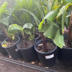 Banana Tree $$26 each