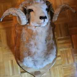1996 – 105 Score Bighorn Sheep Shoulder Mount (white/cream/light brown fur)
