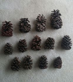 Natural Pine Cones/Lot Of 35/Assorted Sizes