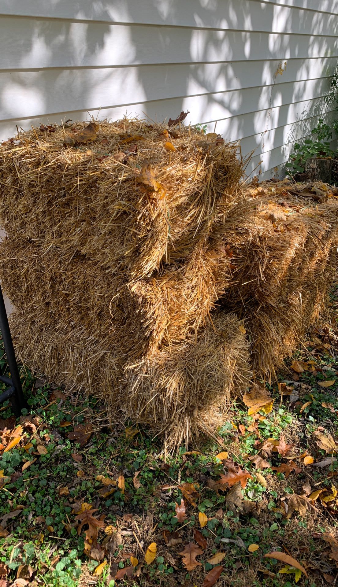 5 Hay bales for sale