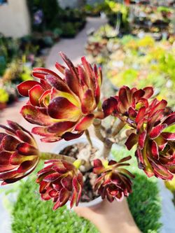 Rare Black Aeonium bonsai tree old trunk Live Rooted , get 2 free succulent  cuttings for Sale in San Gabriel, CA - OfferUp